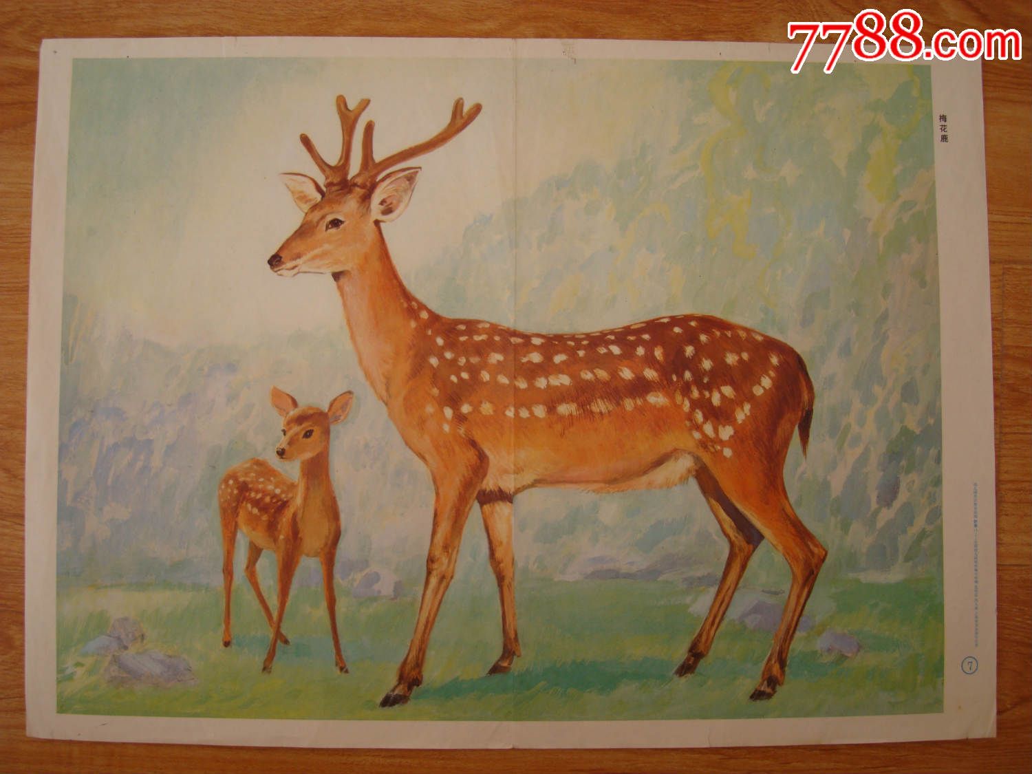 梅花鹿―――1985年上海发行幼儿园常识教育挂图【沈绍伦,钧人画】