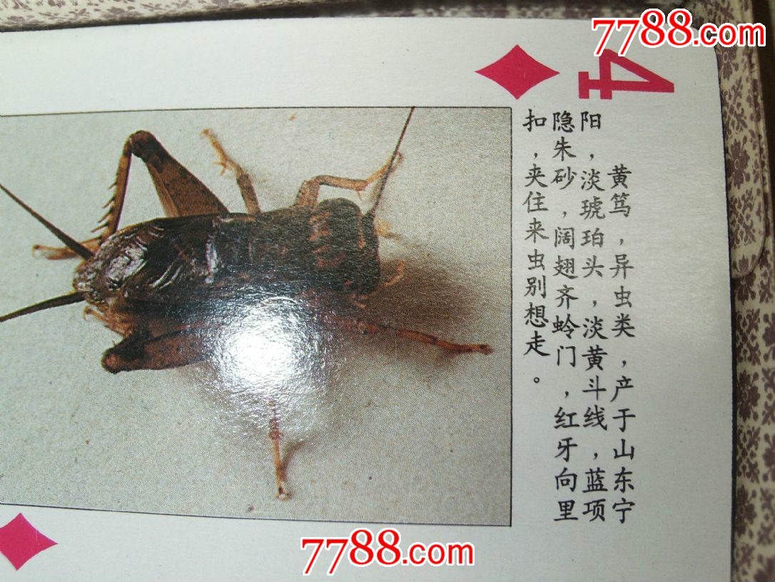 现代精品版蟋蟀荟萃高级扑克养蟋蟀必备