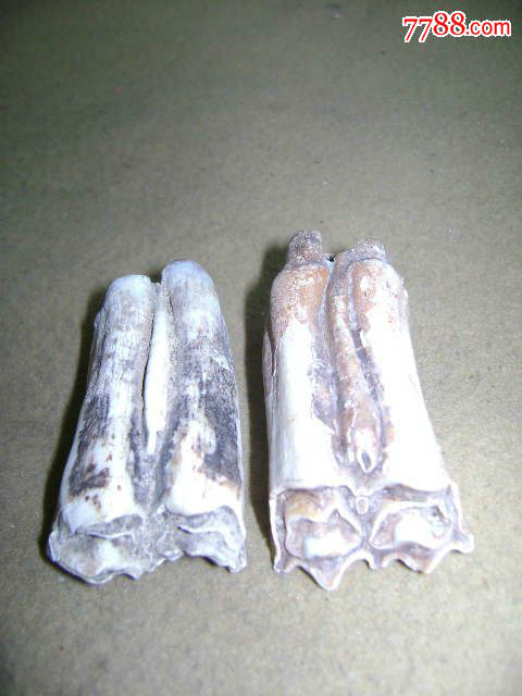 远古时期化石,猛犸xiangya化石