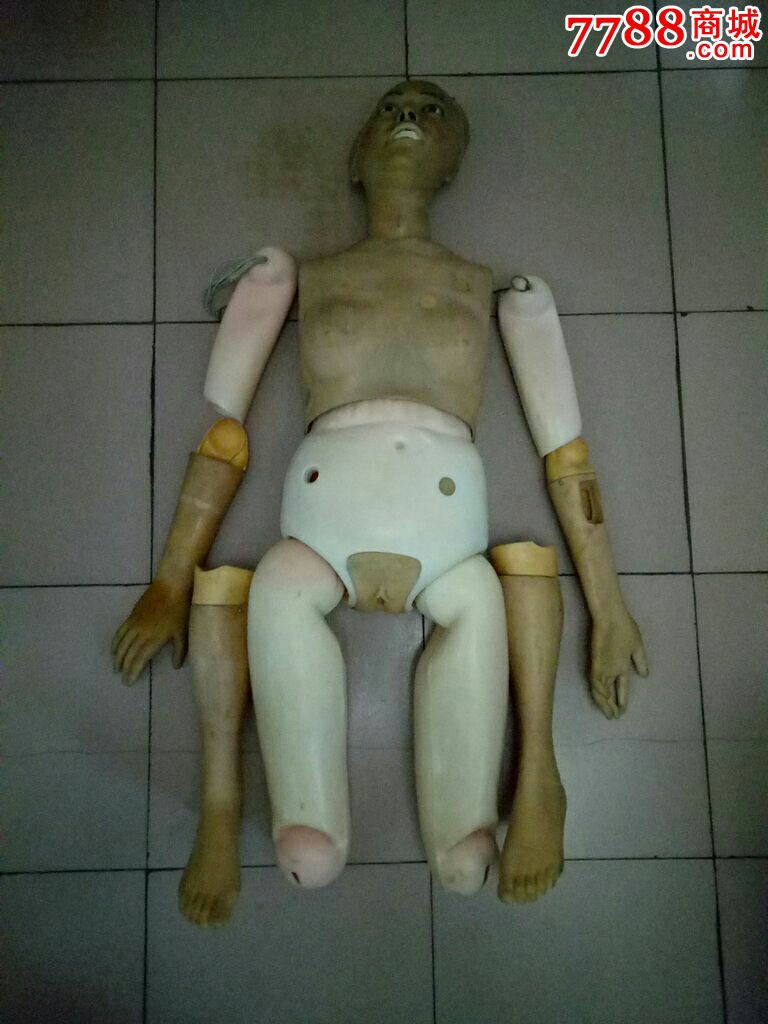 医学教学用女性人体模型