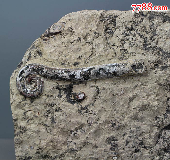 角石化石原石震旦角石喇叭角石古生物化石标本奇石菊石03