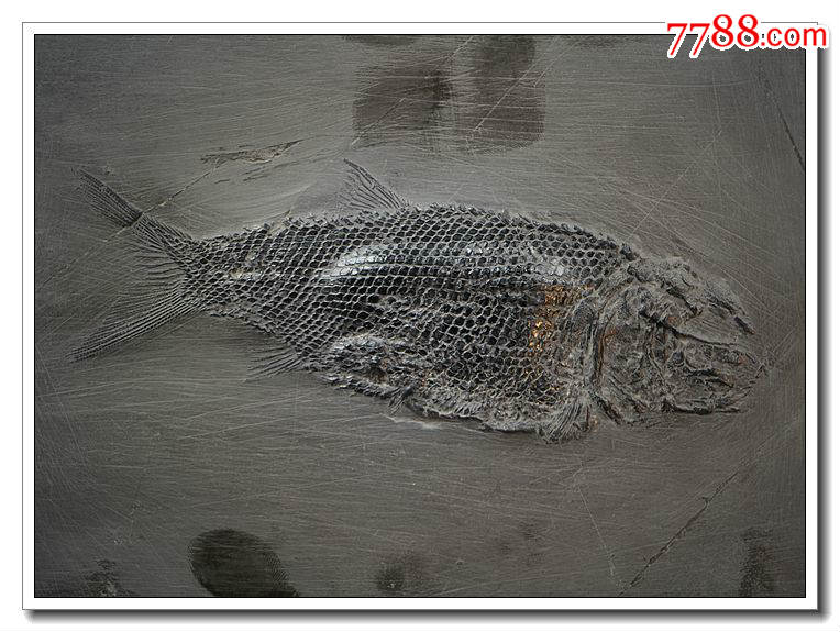 化石古生物化石奇石矿物晶体原石头大条贵州三叠纪鳞齿鱼化石02