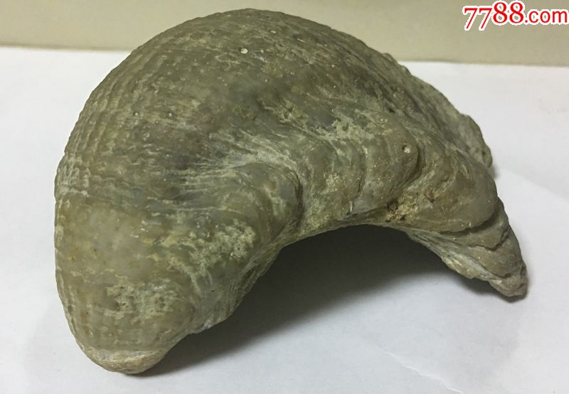 貝化石鸚鵡貝化石古生物化石貝殼化石