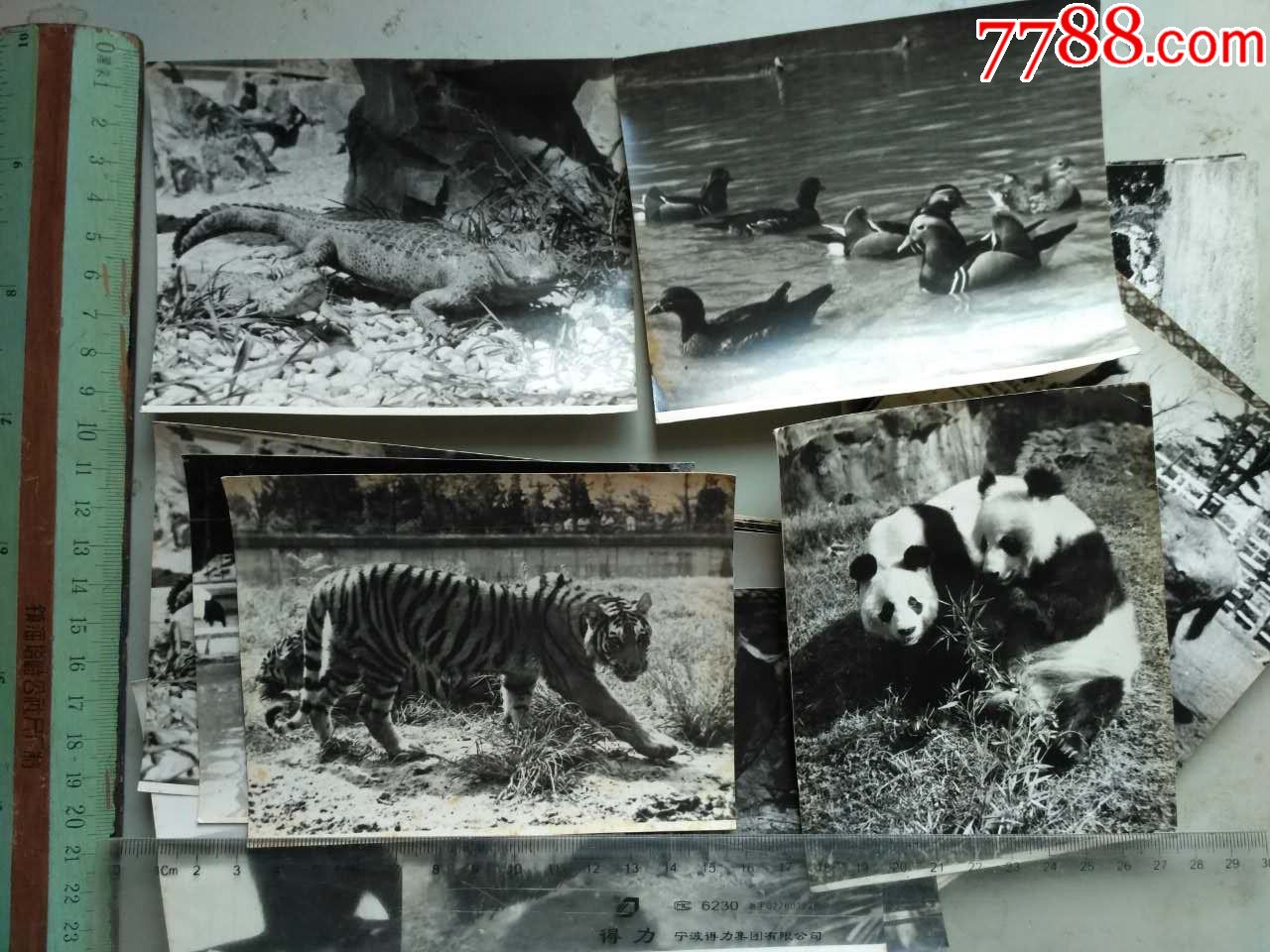 西安老动物园老照片图片