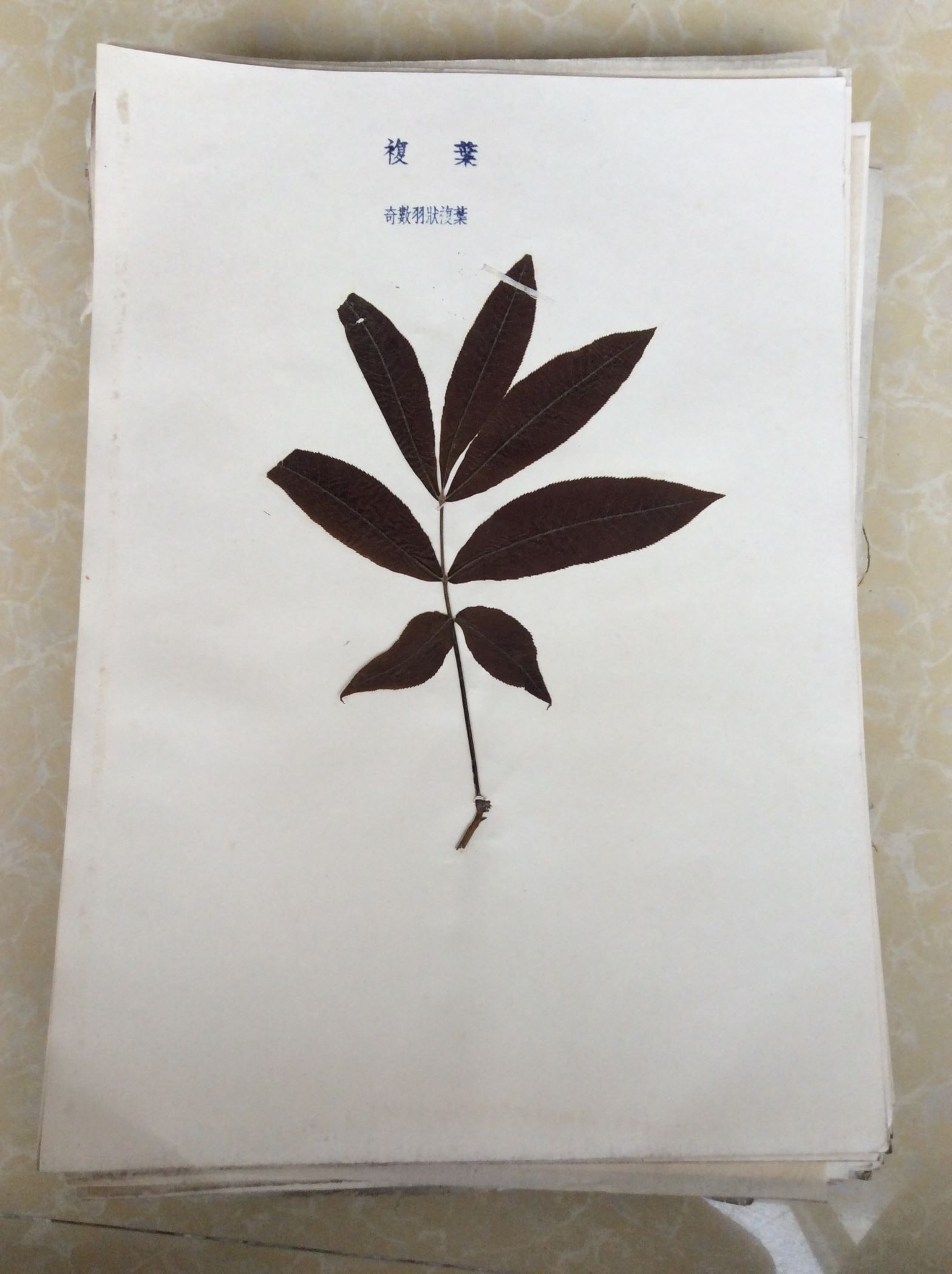 植物标本复叶奇数羽状复叶