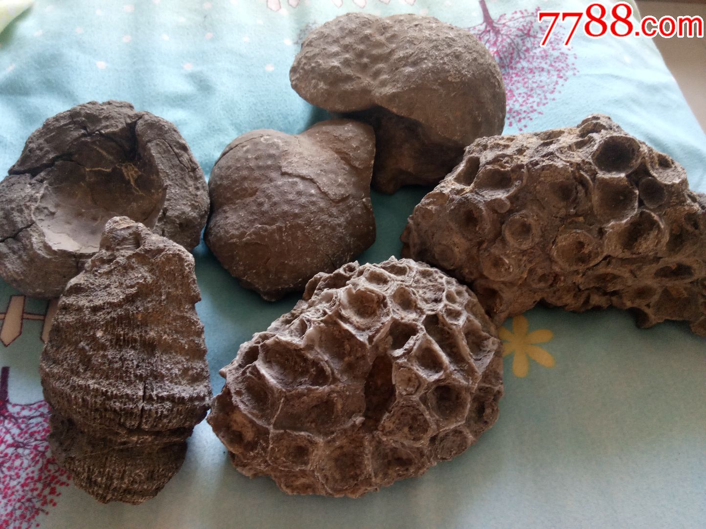 新疆各种植物化石奇石手把件古生物化石标本活化石单个的价格款式可选