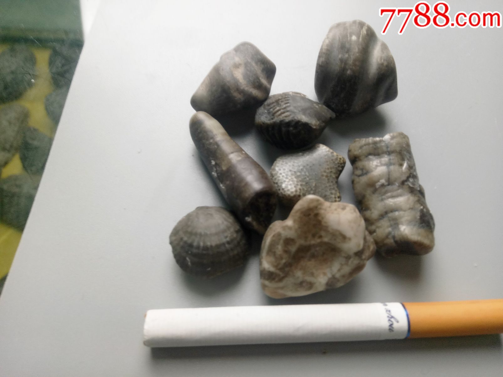 新疆各种植物化石奇石摆件古生物化石标本活化石任选一组180