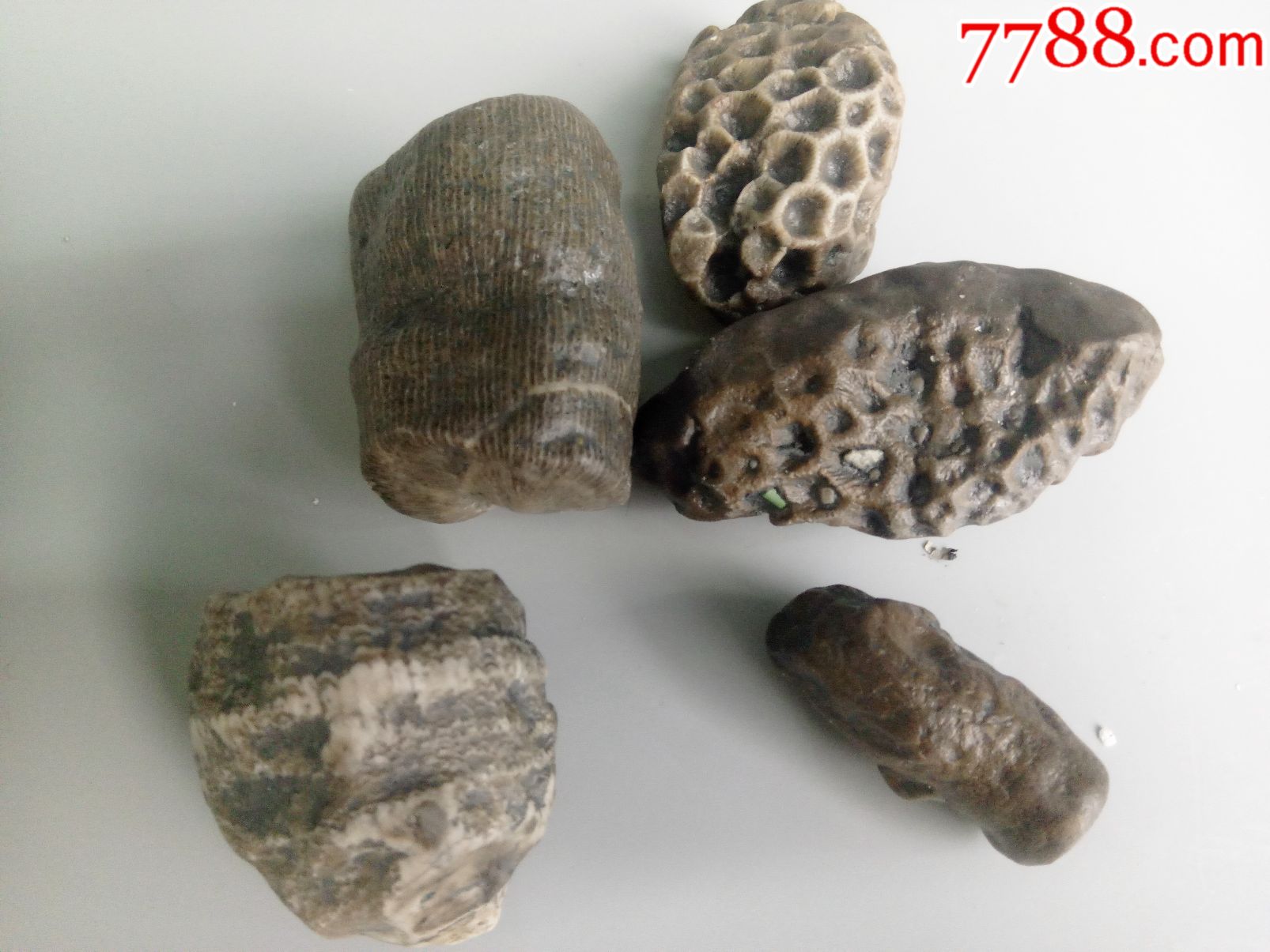 新疆各种植物化石奇石摆件古生物化石标本活化石任选一组180