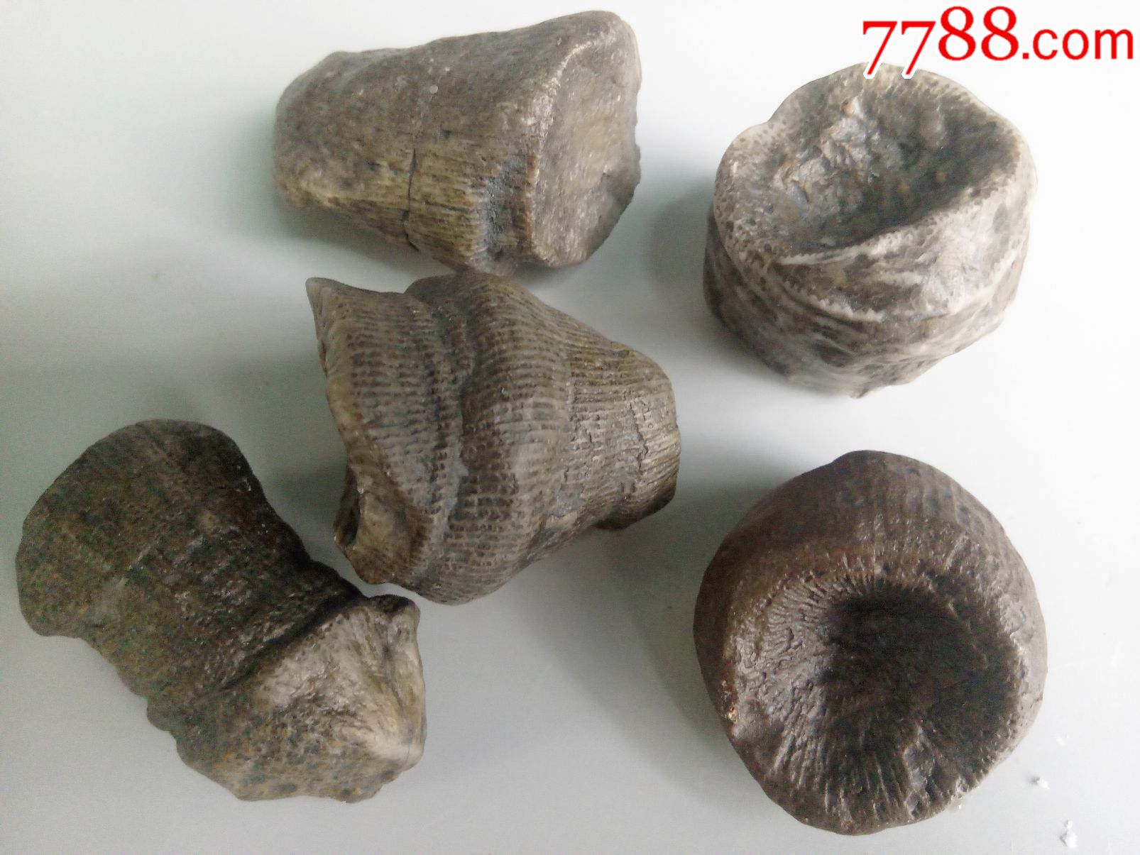 新疆植物化石图片