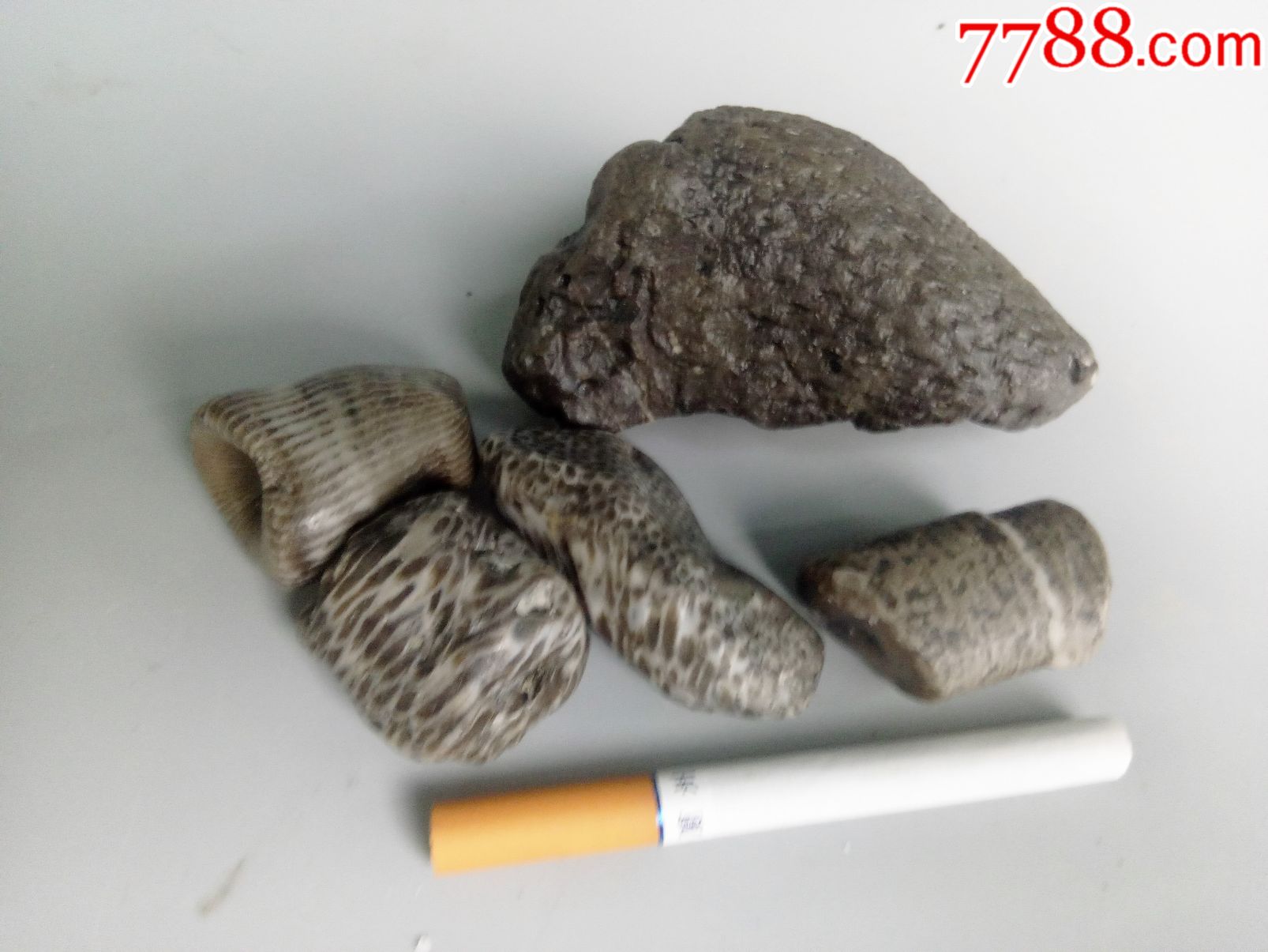 新疆各种植物化石奇石摆件古生物化石标本活化石任选一组180