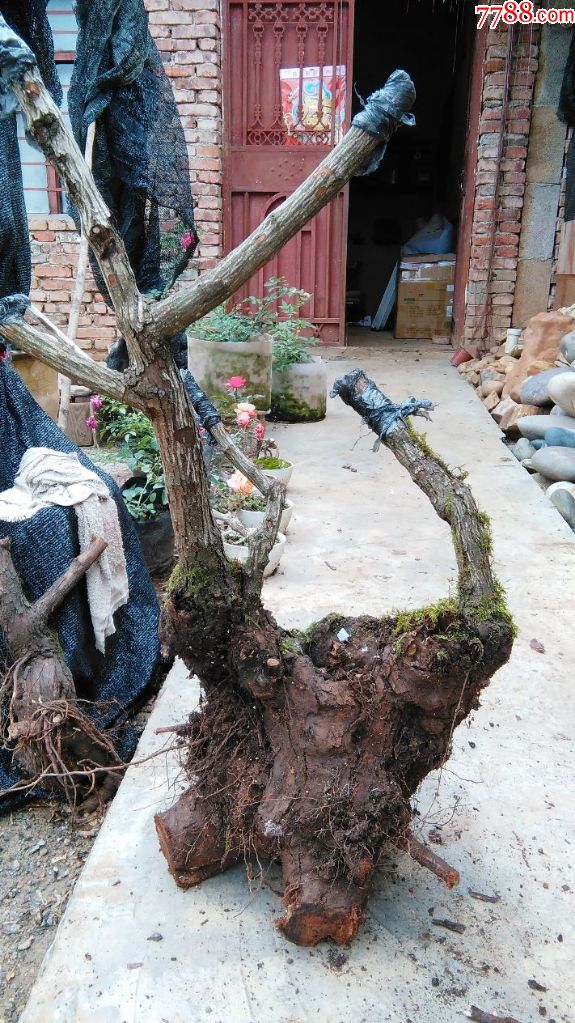 蔷薇老桩,下山桩,嫁接玫瑰月季,盆景造型,庭院绿化