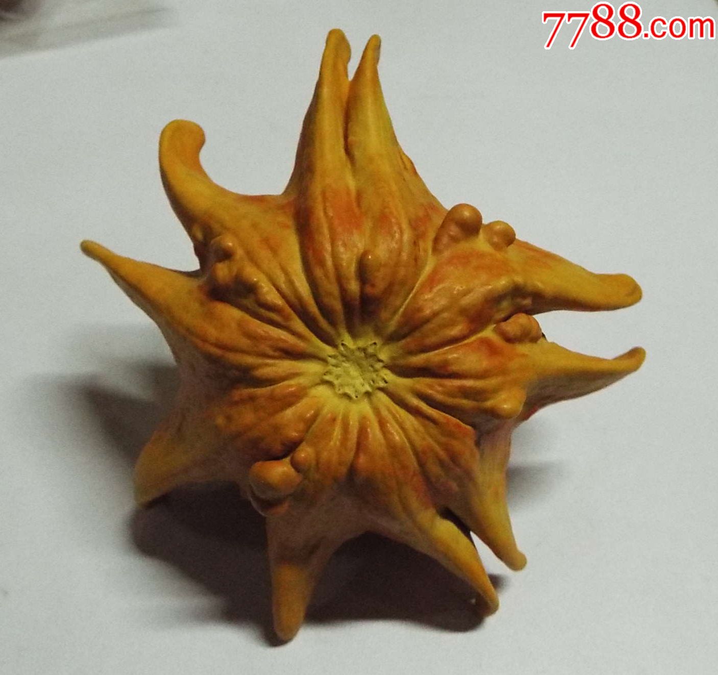 墨西哥海星葫芦文玩葫芦