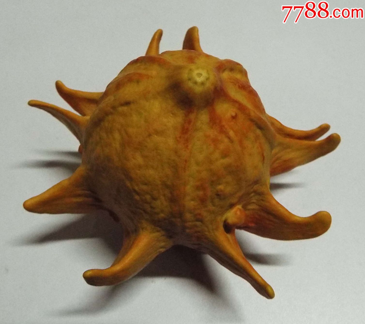 墨西哥海星葫芦文玩葫芦