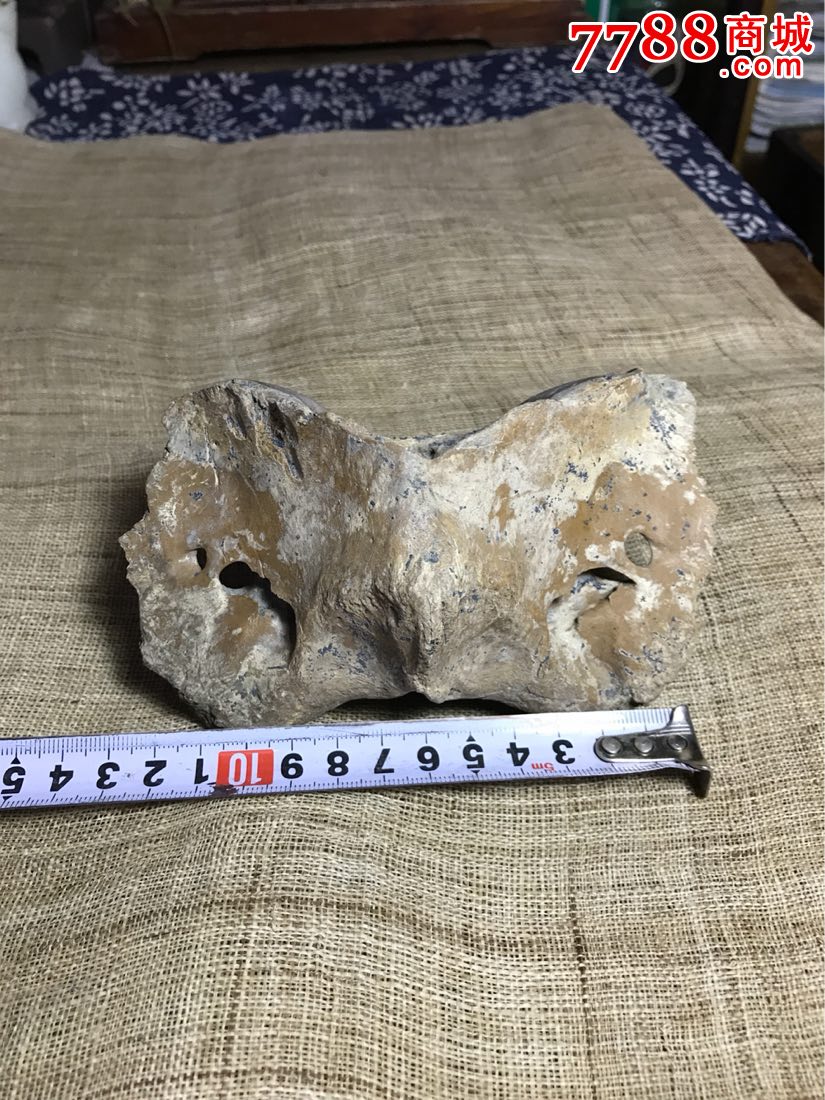 古董古玩收藏杂项化石牛骨摆件