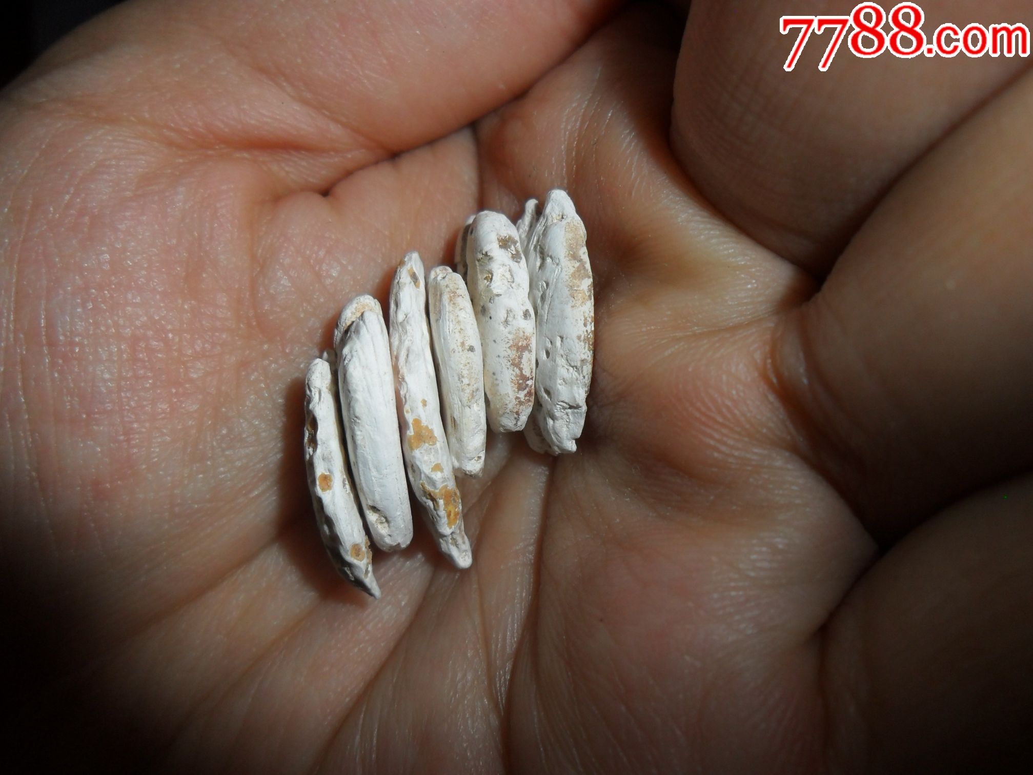 红山文化蚌贝币