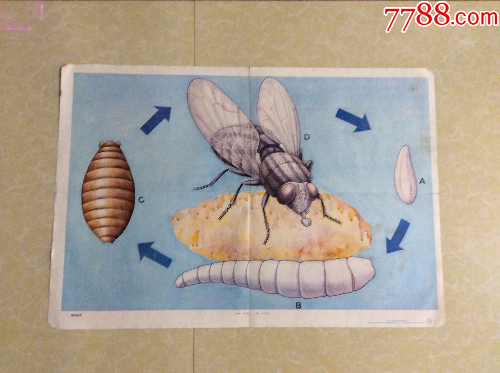 苍蝇的进化过程图片
