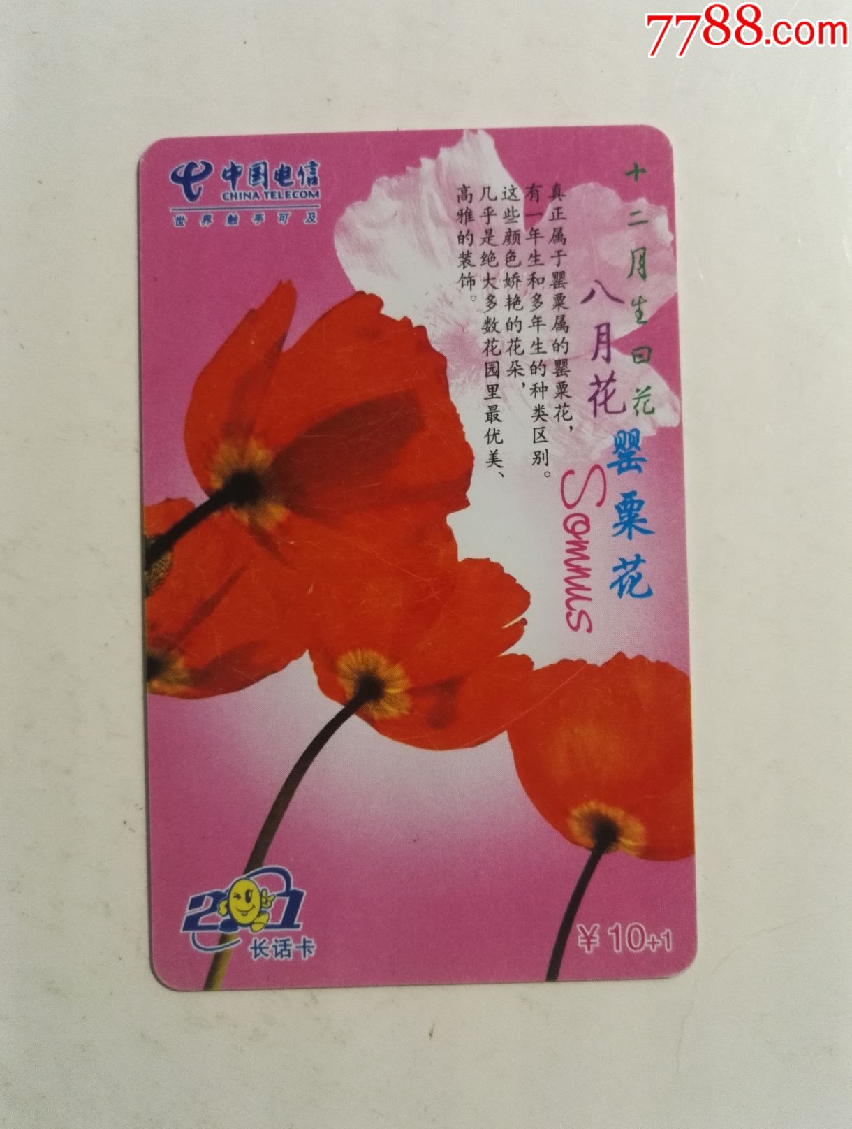 十二月生日花gxtgl-ct-2008-2(12-8)