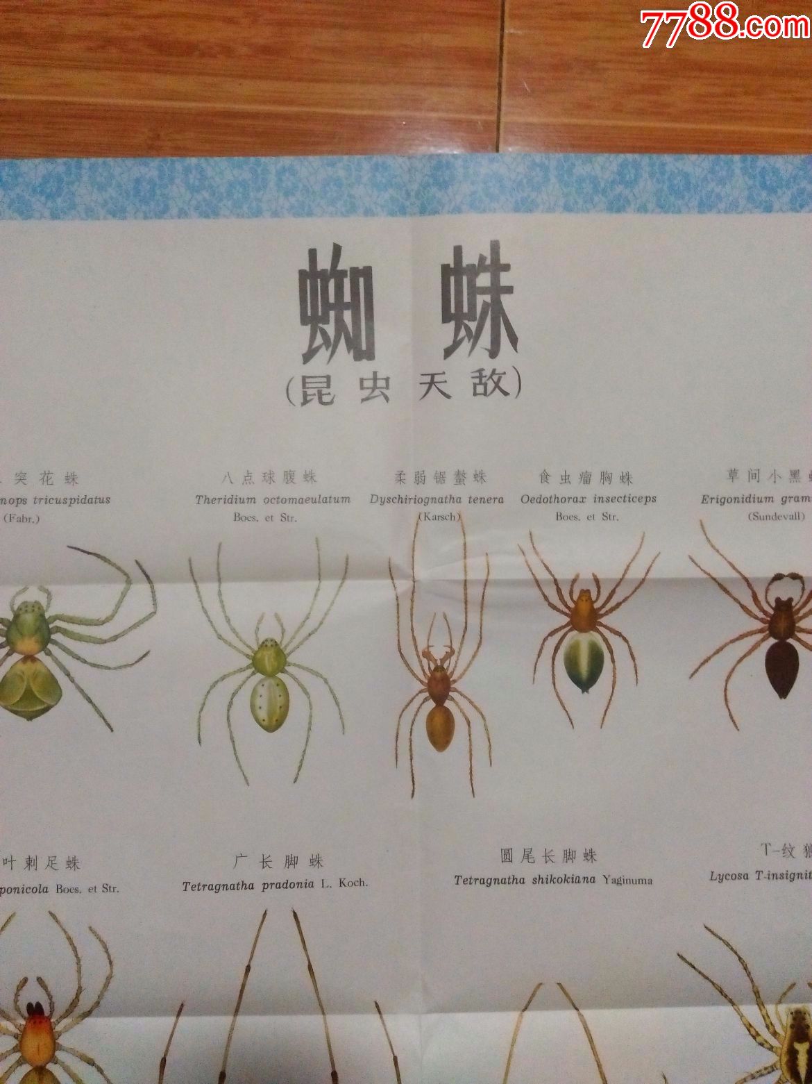 农作物主要昆虫天敌形态特征彩色挂图一套4张(给朋友的单,其他拍友勿