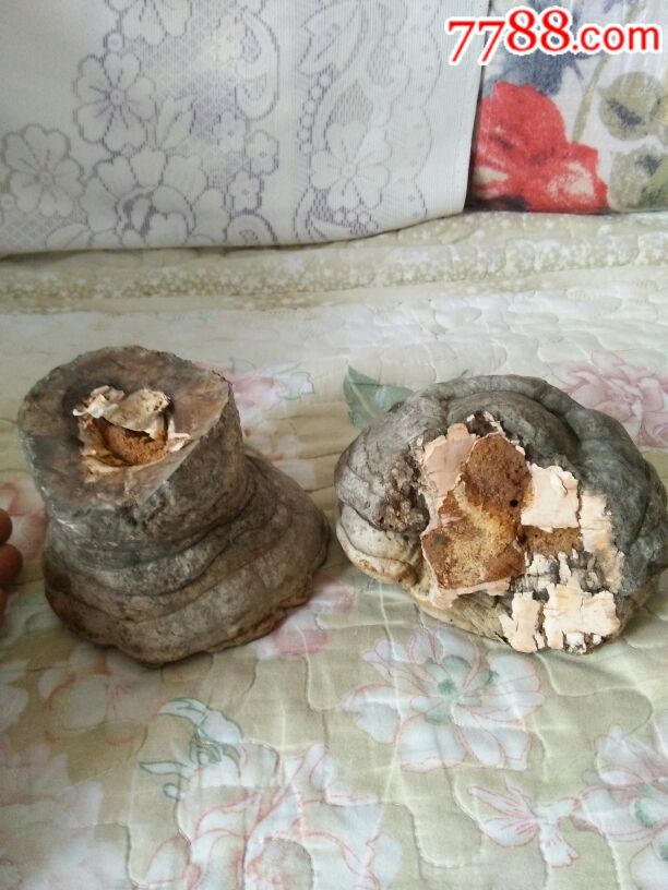 两个桦树瘤,又名树灵芝