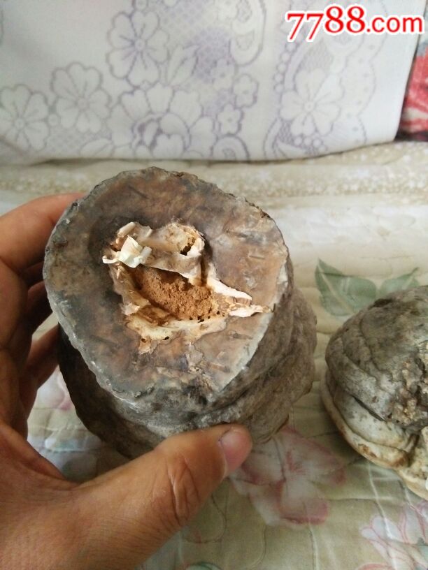 两个桦树瘤,又名树灵芝