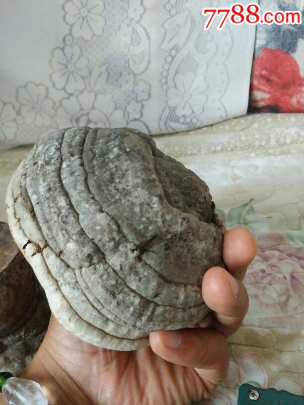 两个桦树瘤,又名树灵芝