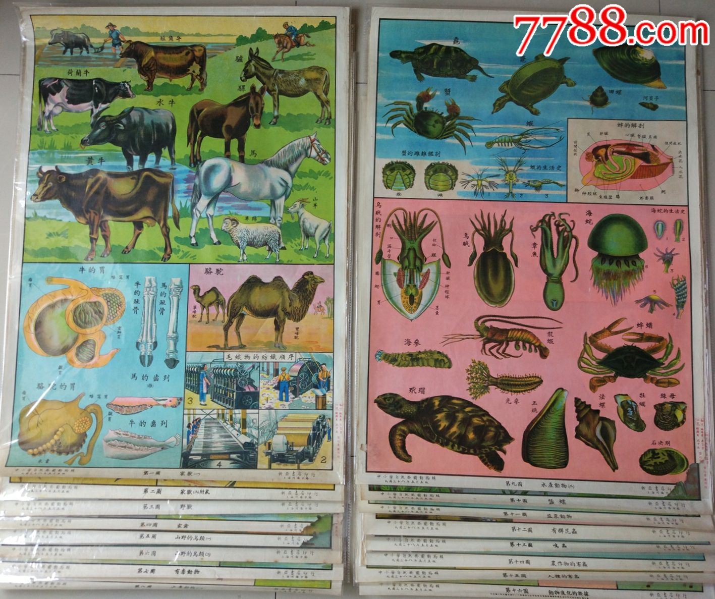 49年5月中小学堂挂图一套16张沈士秋绘