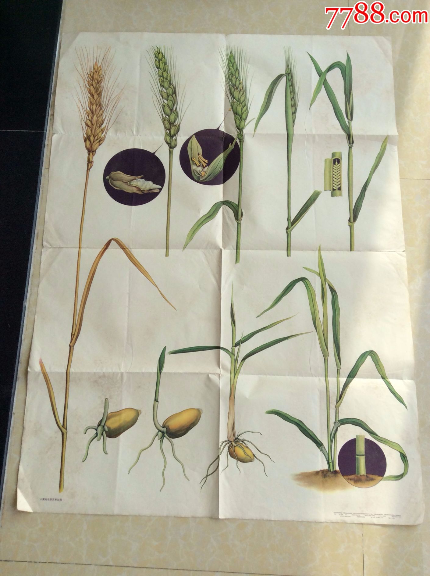 小麦的生长发育过程