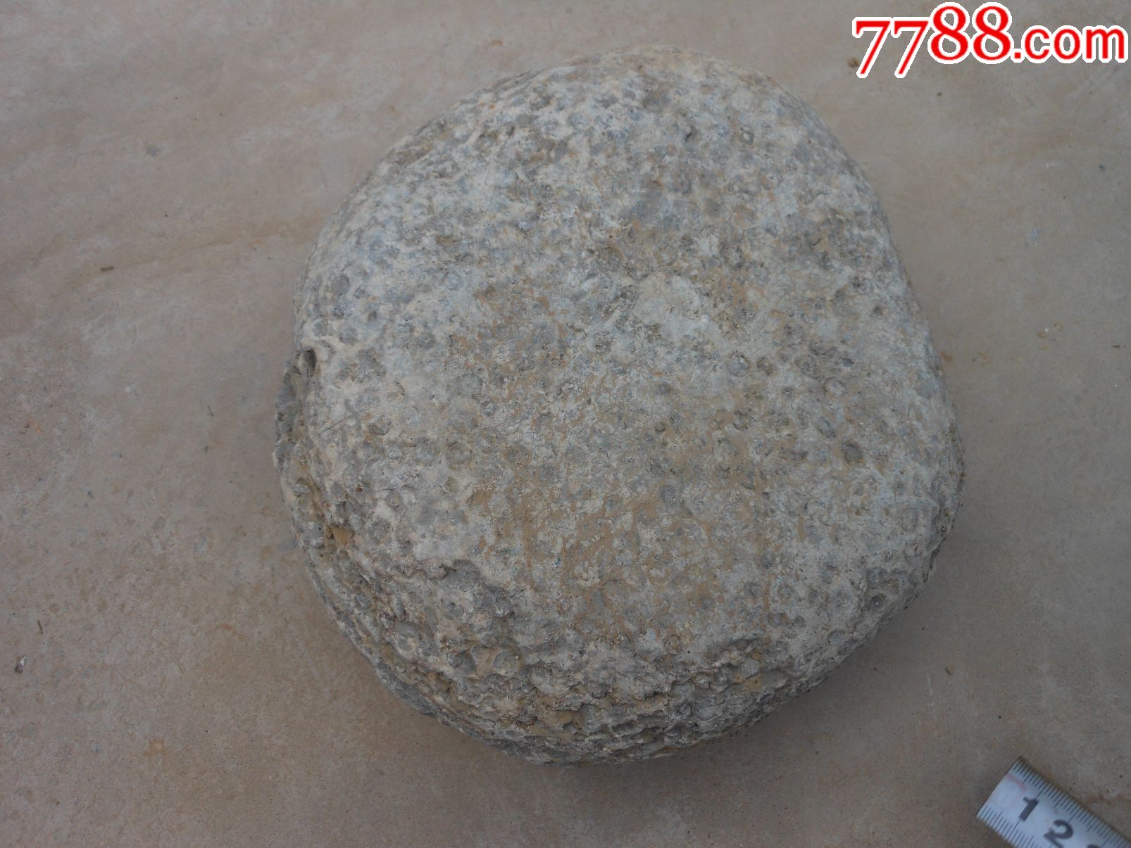 奇石天然原石晋南鱼籽石22厘米20厘米7厘米重约1350市斤