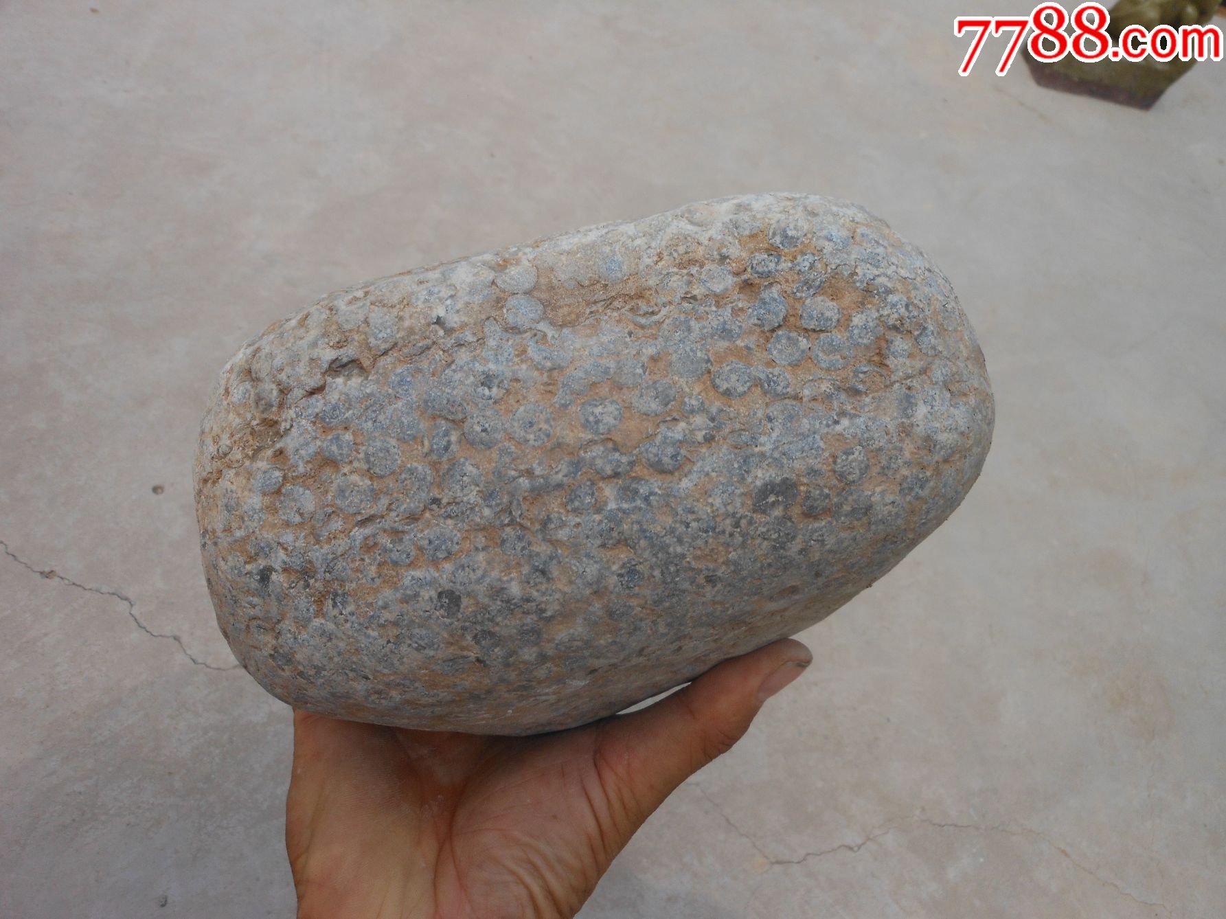 奇石;天然原石晋南鱼籽石20厘米*13厘米*8厘米重约10市斤_价格400.