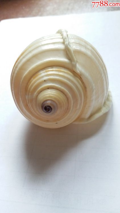 褐带鹑螺