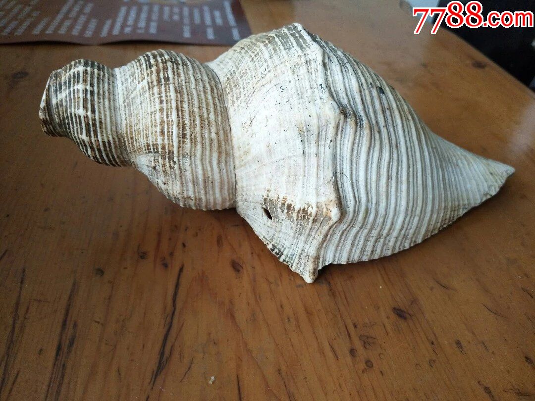 老海螺,法螺,佛教法器