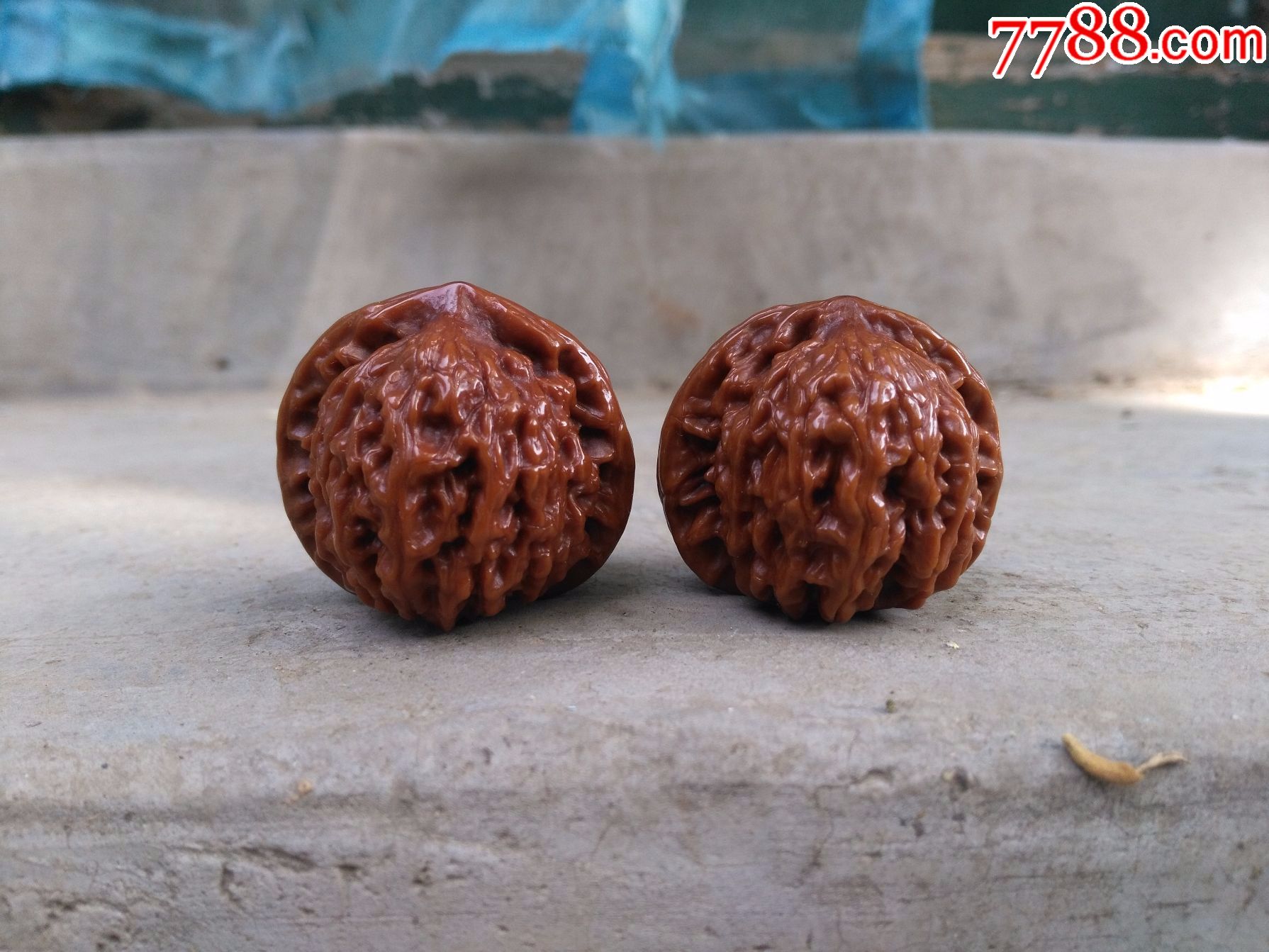 一对盘玩多年的纯野生小狮子头