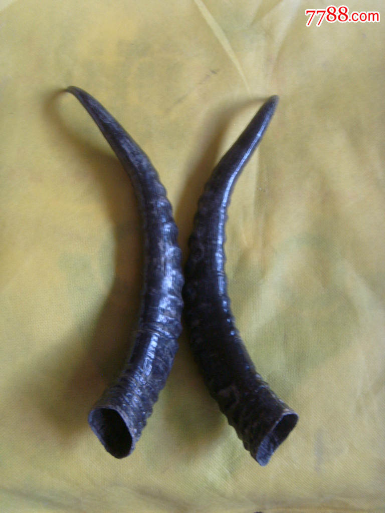 漂亮的黄羊角饰品【一对】