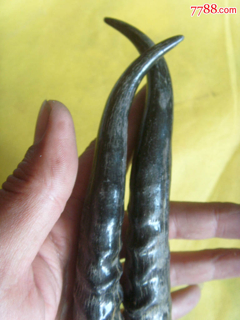 漂亮的黄羊角饰品【一对】