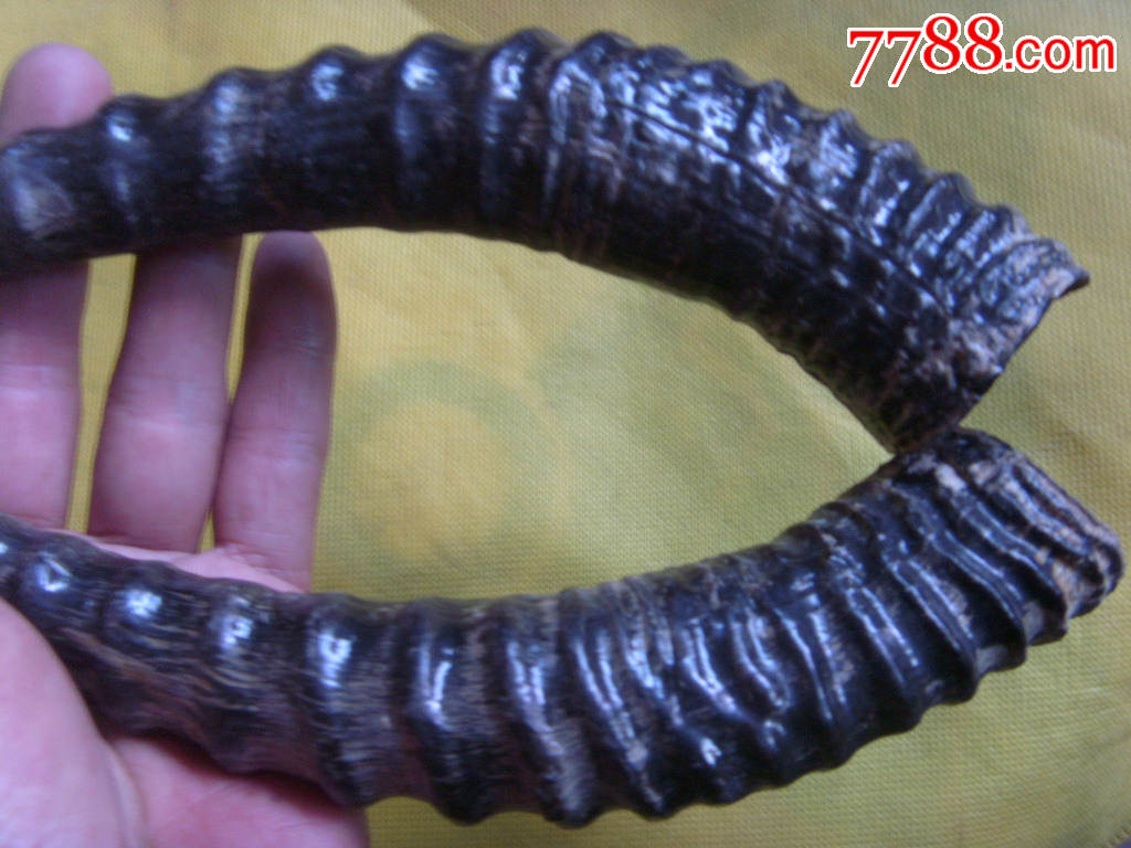 漂亮的黄羊角饰品【一对】