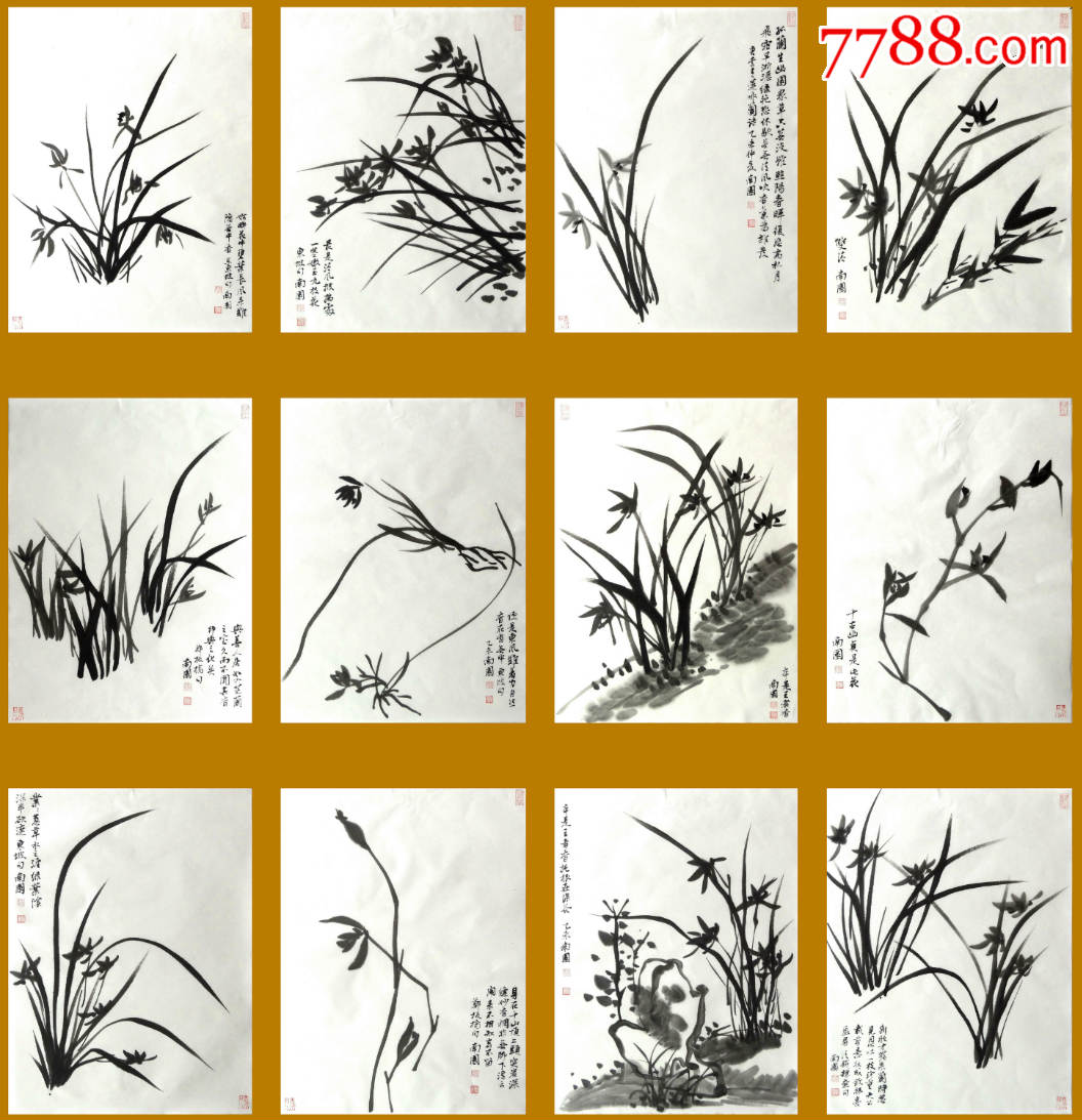 兰草种类及品种全书图片