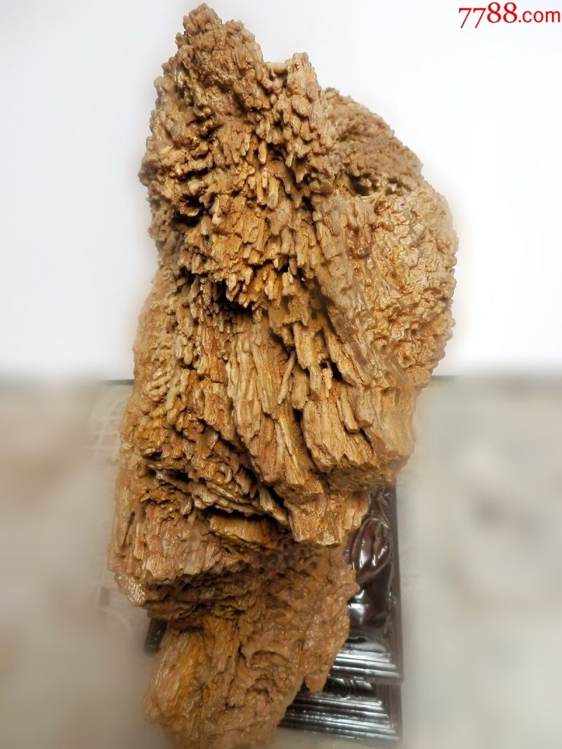 亿万年树木化石树化玉摆件天然原石硅化木奇石收藏木化石特价