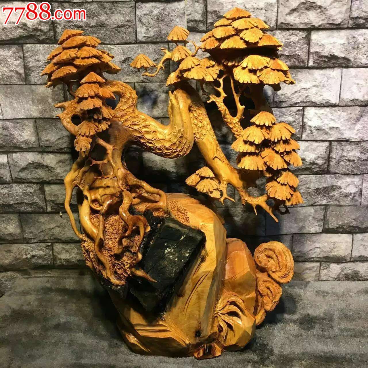 新品常青松松树需要着