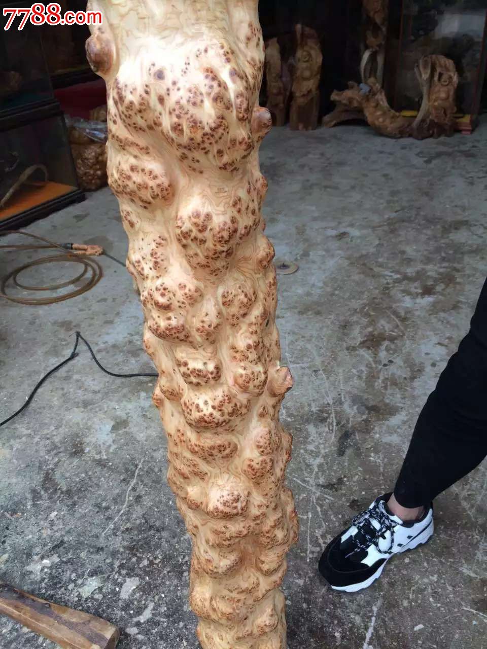 太行崖柏瘤色满瘤疤