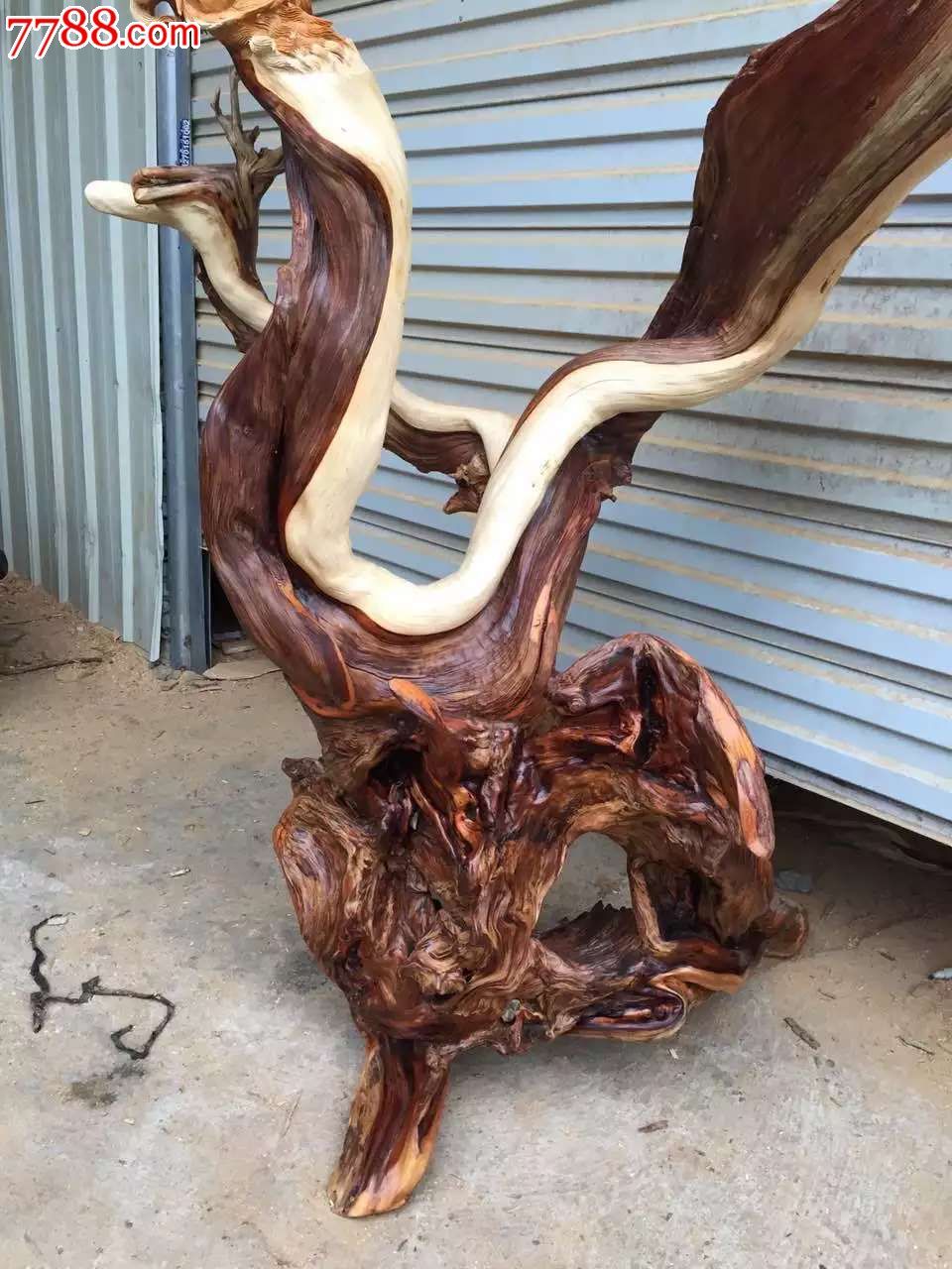 崖柏双色料飞龙在天