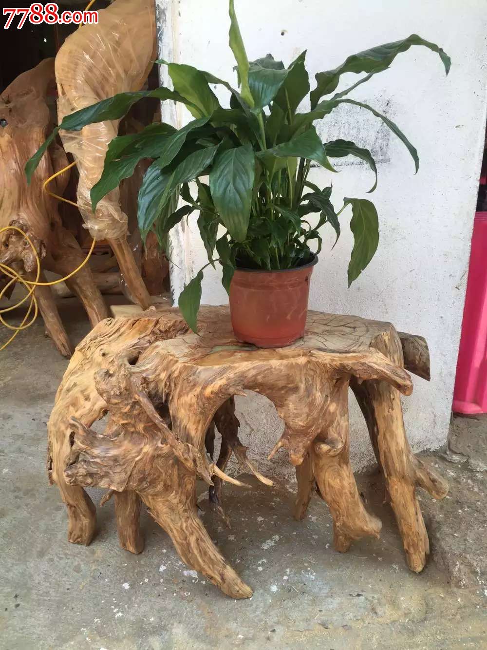崖柏老料树根放盆栽好花架