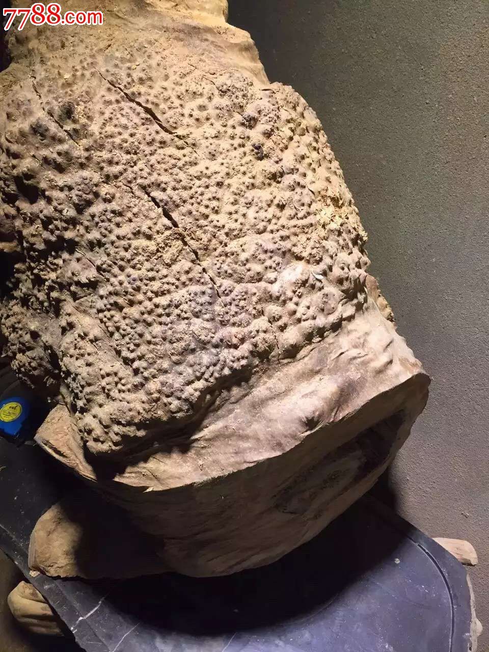 香樟瘤悟难得香樟榴包