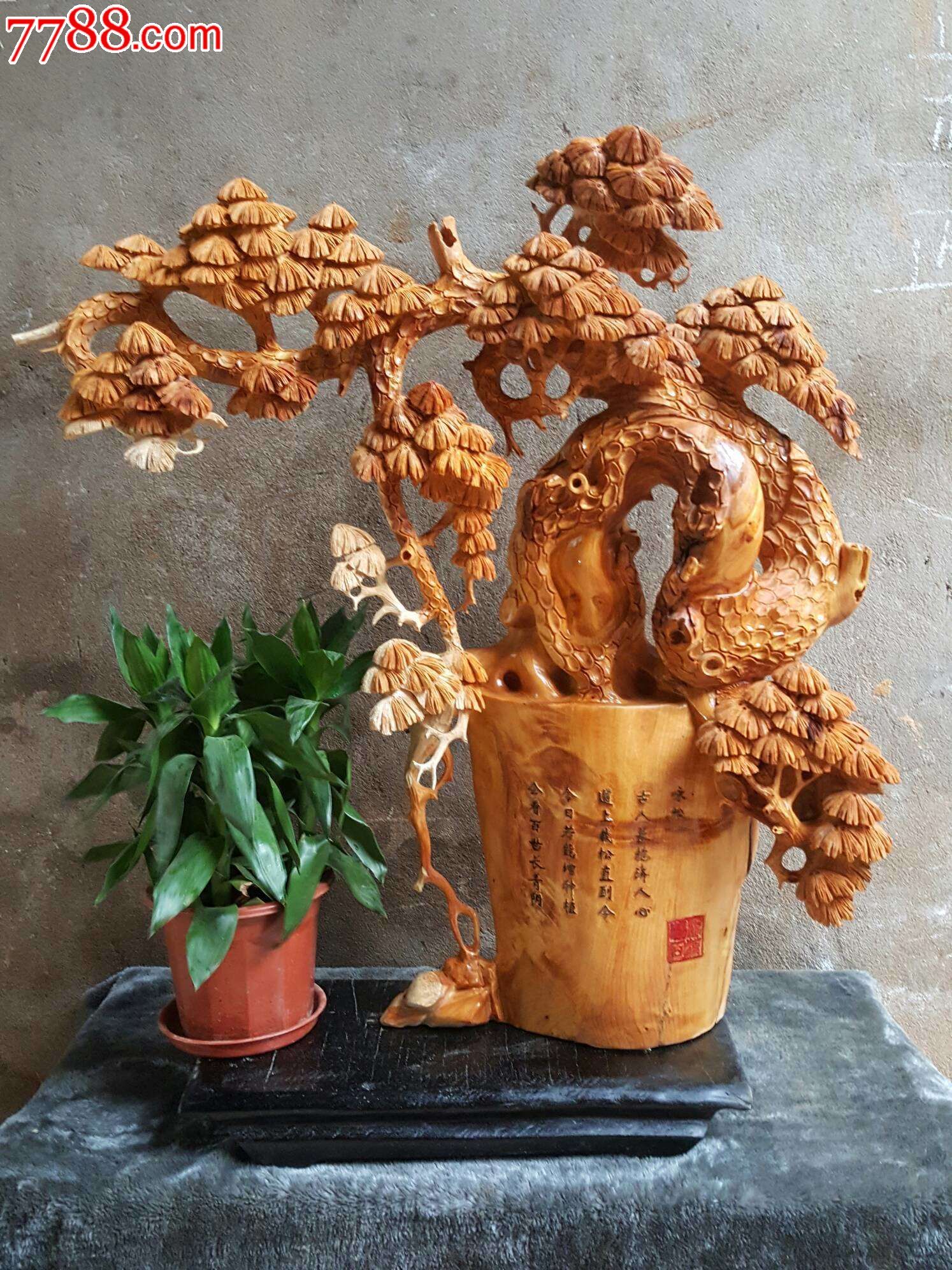 新品常青松松树