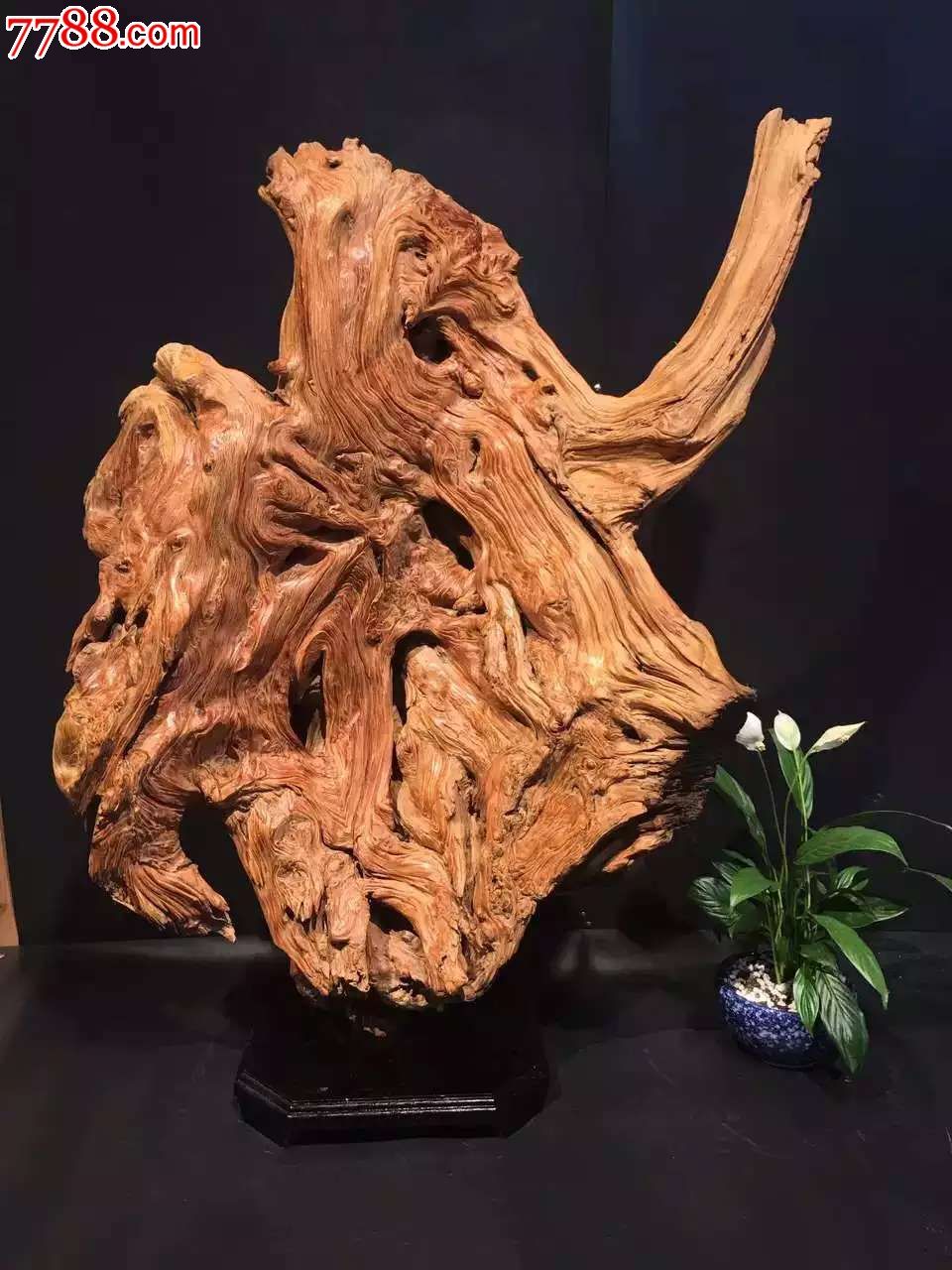 极品崖柏大自然的鬼斧神工