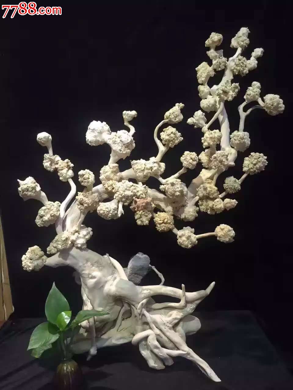 新品发布精品紫微木天