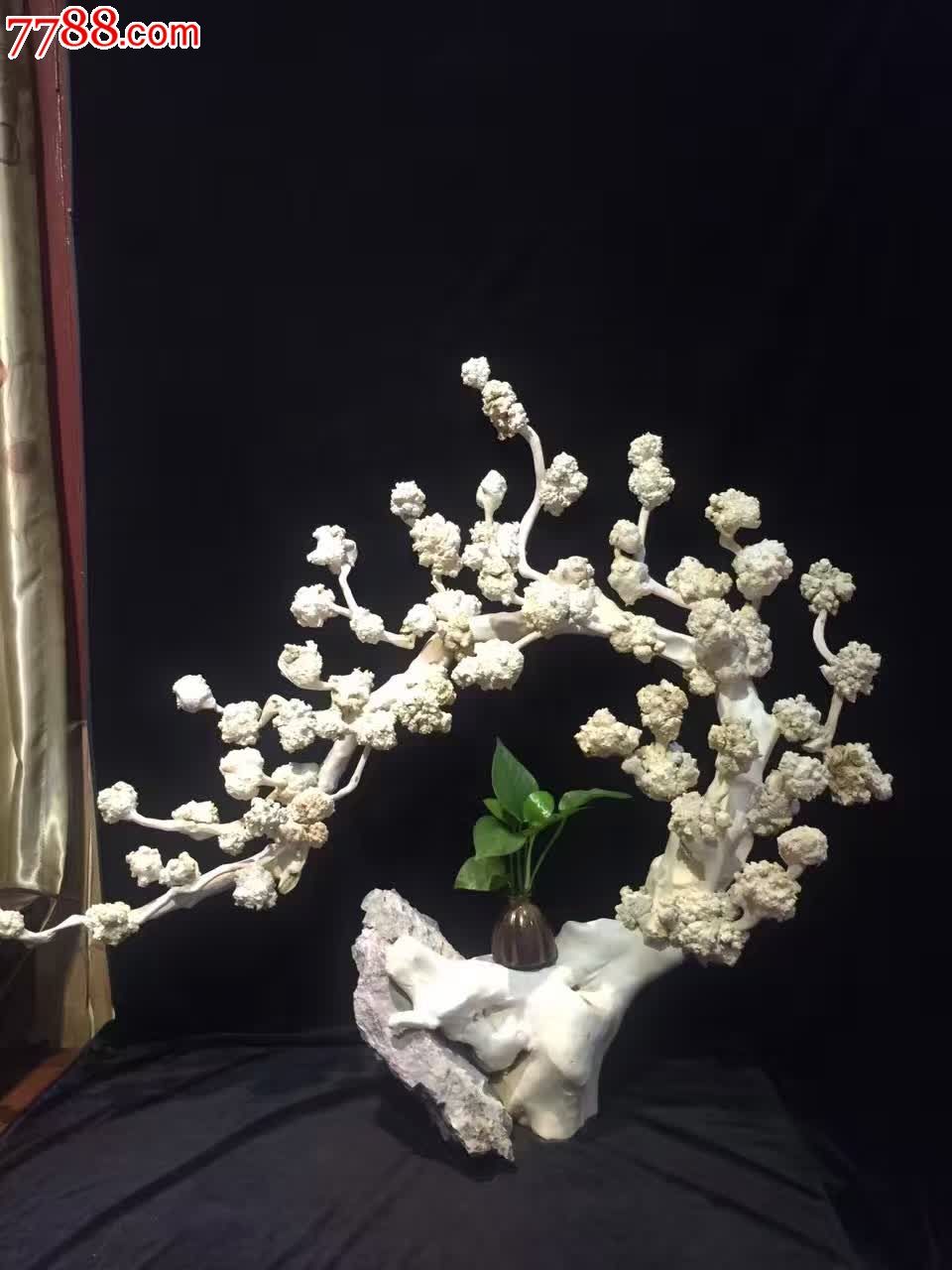 新品发布精品紫微木天