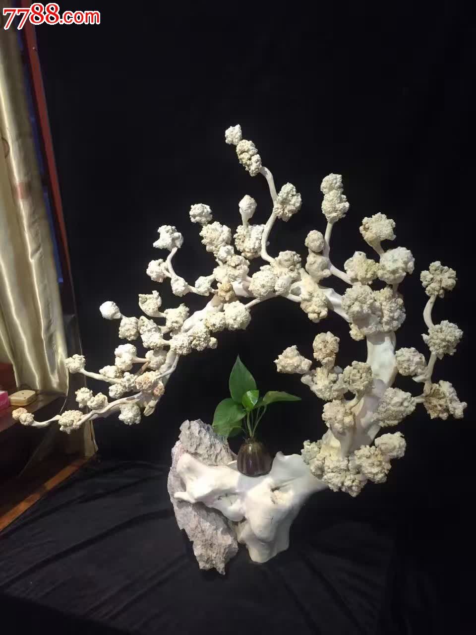 新品发布精品紫微木天