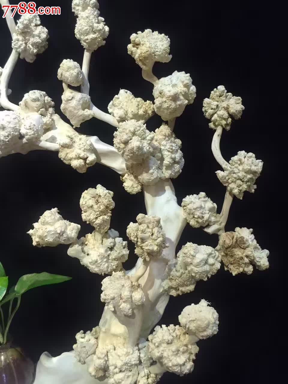 新品发布精品紫微木天