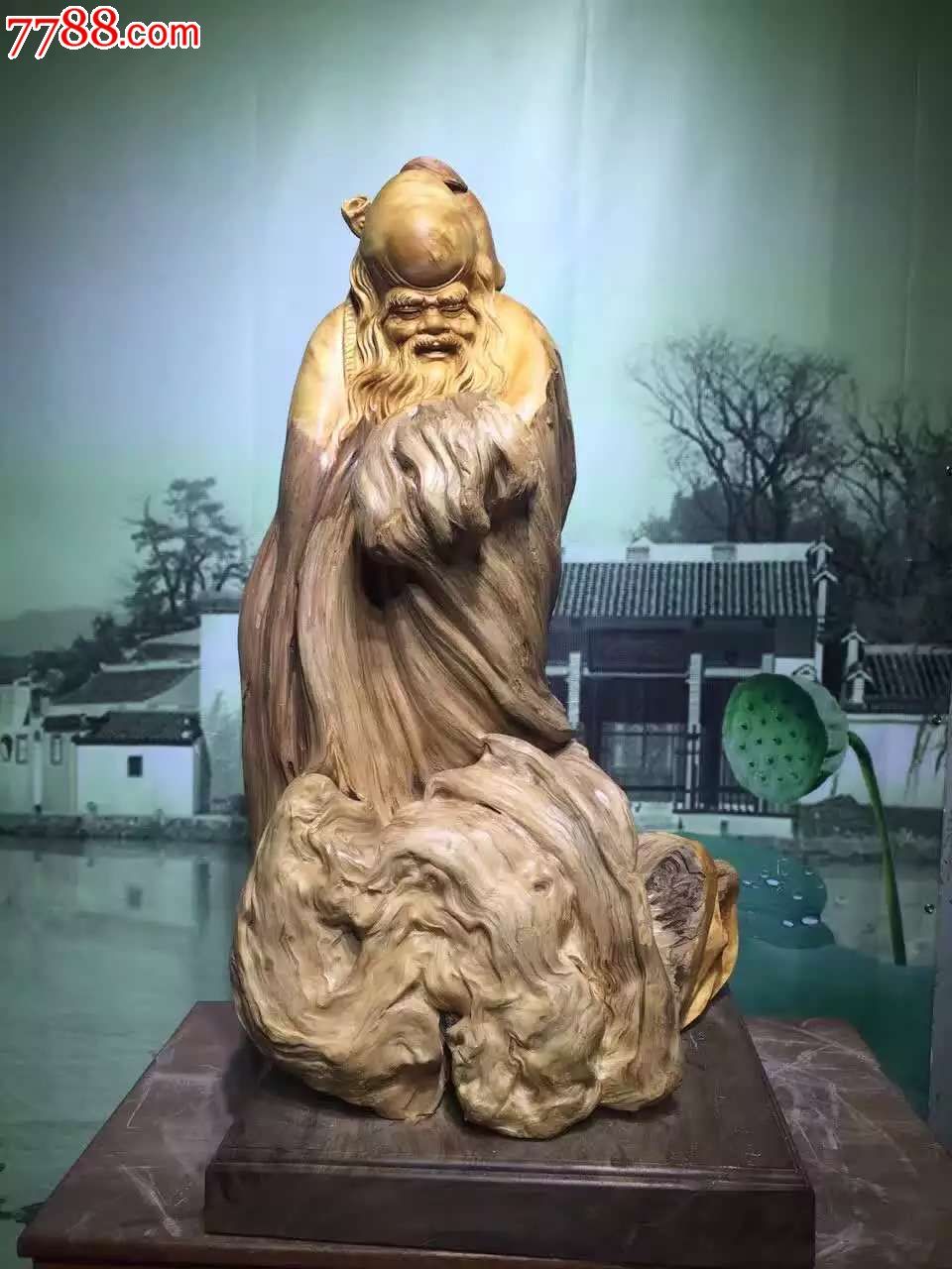 南极仙翁也称南极老人