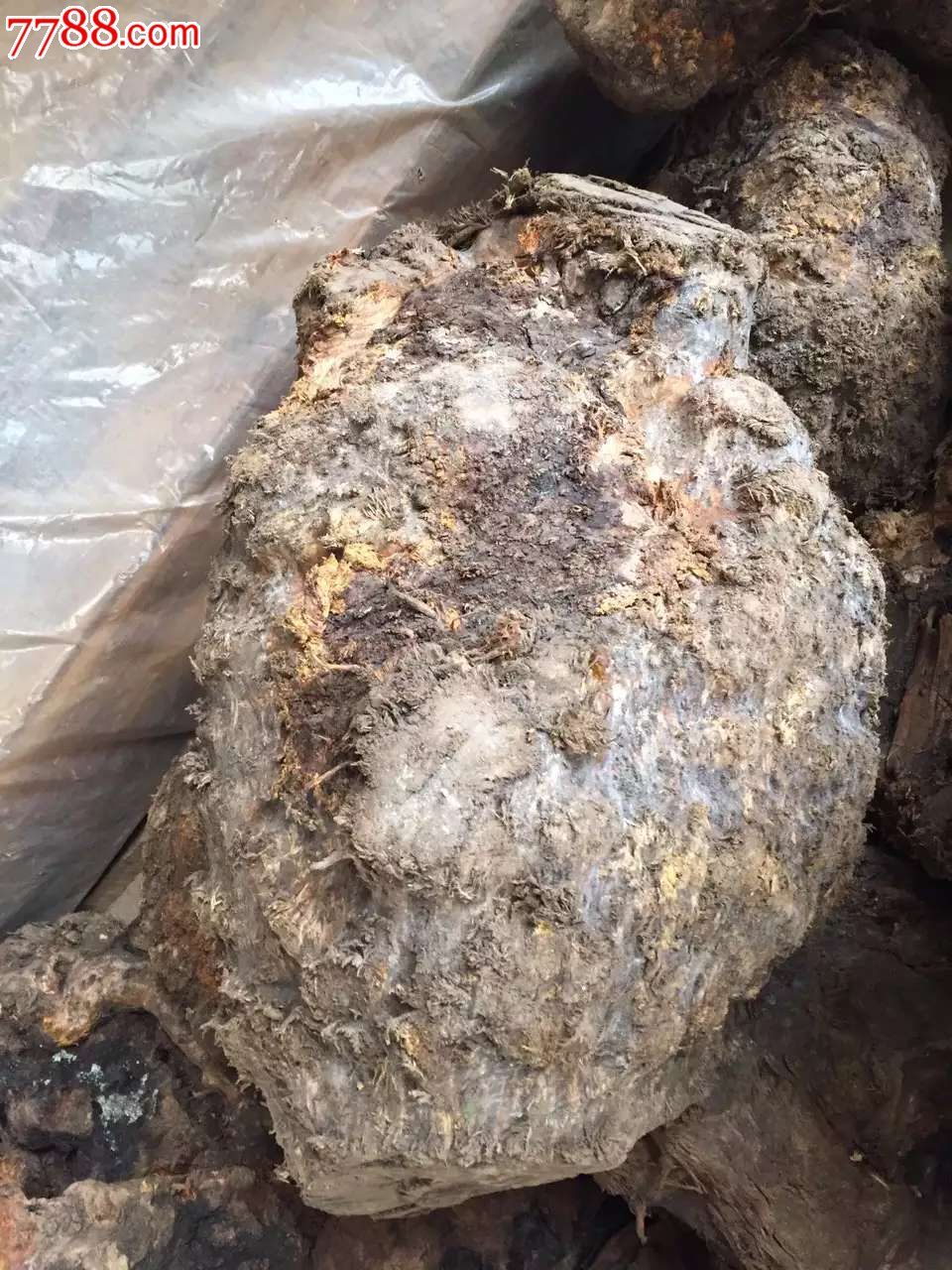 藏柏树瘤价格低
